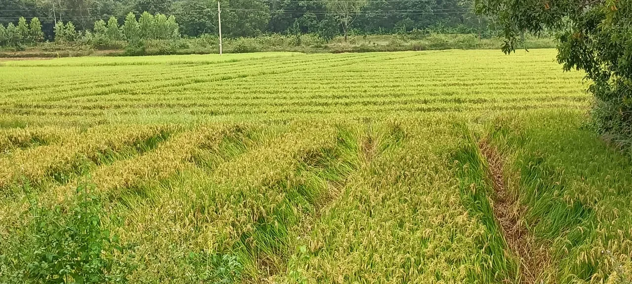  ଚାଷୀ ମୁଣ୍ଡରେ ଚକଡ଼ା ଚଡ଼କ : ନିରାକରଣ ପାଇଁ ଚିନ୍ତାରେ ଚାଷୀ