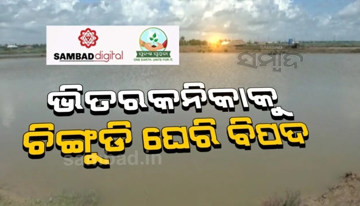  ଜାତୀୟ ଉଦ୍ୟାନ ପାଇଁ ବିପଦ ବଢାଉଛି ବେଆଇନ୍ ଚିଙ୍ଗୁଡି ଘେରି