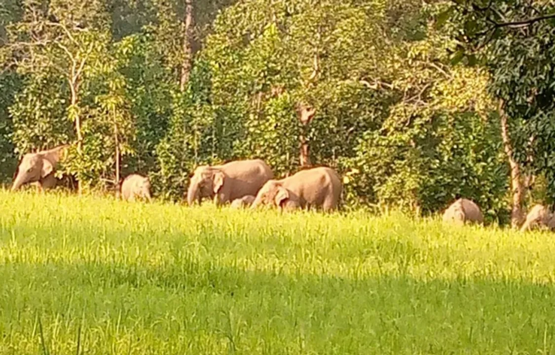  ତେଲକୋଇ ରେଞ୍ଜରେ ୩୫ ହାତୀ : ସଞ୍ଜ ନଇଁଲେ ଧାନକ୍ଷେତ ମୁହାଁ