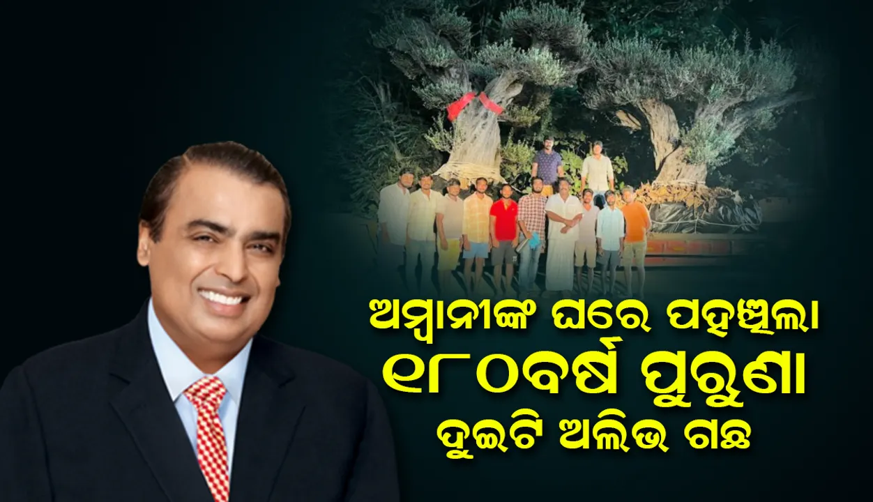  ୮୫ଲକ୍ଷ ଟଙ୍କା ଖର୍ଚ୍ଚ କରି ଘର ସଜ୍ଜା ପାଇଁ ଦୁଇଟି ଅଲିଭ ଗଛକୁ ଆନ୍ଧ୍ରରୁ ମଗାଇଛନ୍ତି ମୁକେଶ ଆମ୍ବାନୀ