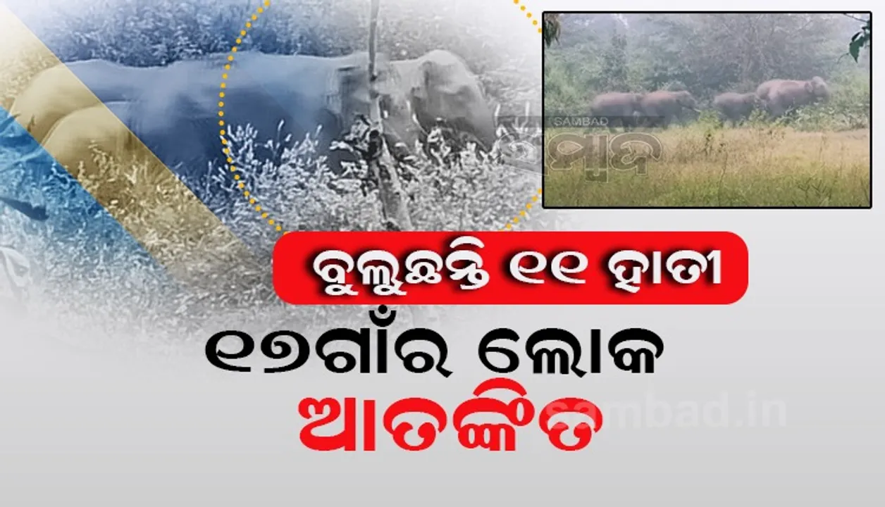  ଶିମିଳିପାଳ ପାଦଦେଶରେ ହାତୀ ଉପଦ୍ରବ, ବନବିଭାଗ ନାକେଦମ