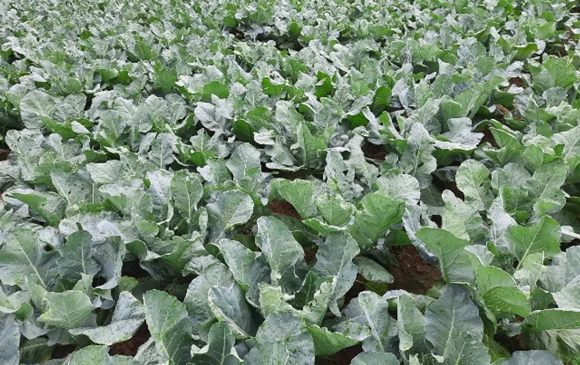  ଲଘୁଚାପ ବର୍ଷାକୁ ନେଇ ଆଶଙ୍କାରେ କୋବିଚାଷୀ