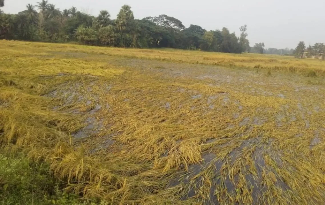  ବର୍ଷାରେ ପାଚିଲା ଧାନ କ୍ଷତିଗ୍ରସ୍ତ