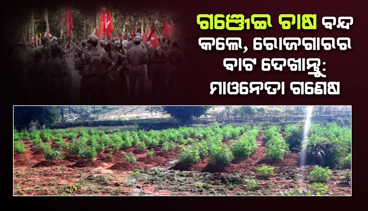  ଗଂଜେଇ ଚାଷକୁ ସମର୍ଥନ ଜଣାଇଲେ ମାଓନେତା, କହିଲେ- ପ୍ରଶାସନର ଚଢ଼ଉ ଲାଗି ରୋଜଗାର ହରାଇଲେ ଲୋକେ