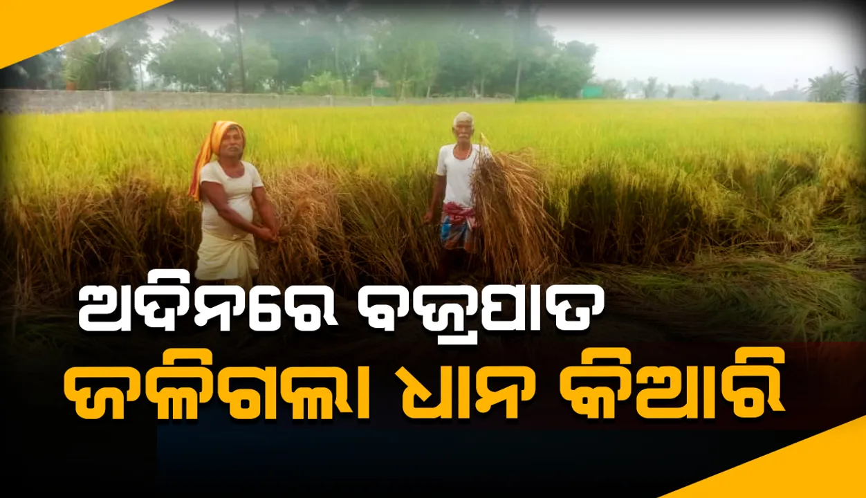  ଫସଲ ଅମଳ ପୂର୍ବରୁ ଧାନ କିଆରିରେ ଲାଗିଲା ନିଆଁ