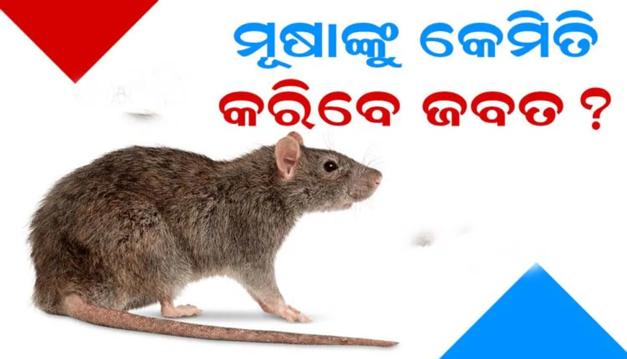  ମୂଷାଙ୍କୁ ବିଷ ନଦେଇ ଘରୁ ଏପରି ଘଉଡାନ୍ତୁ