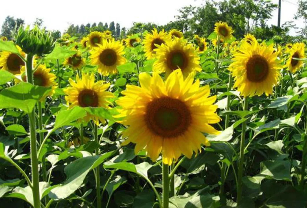  Asia Farming 