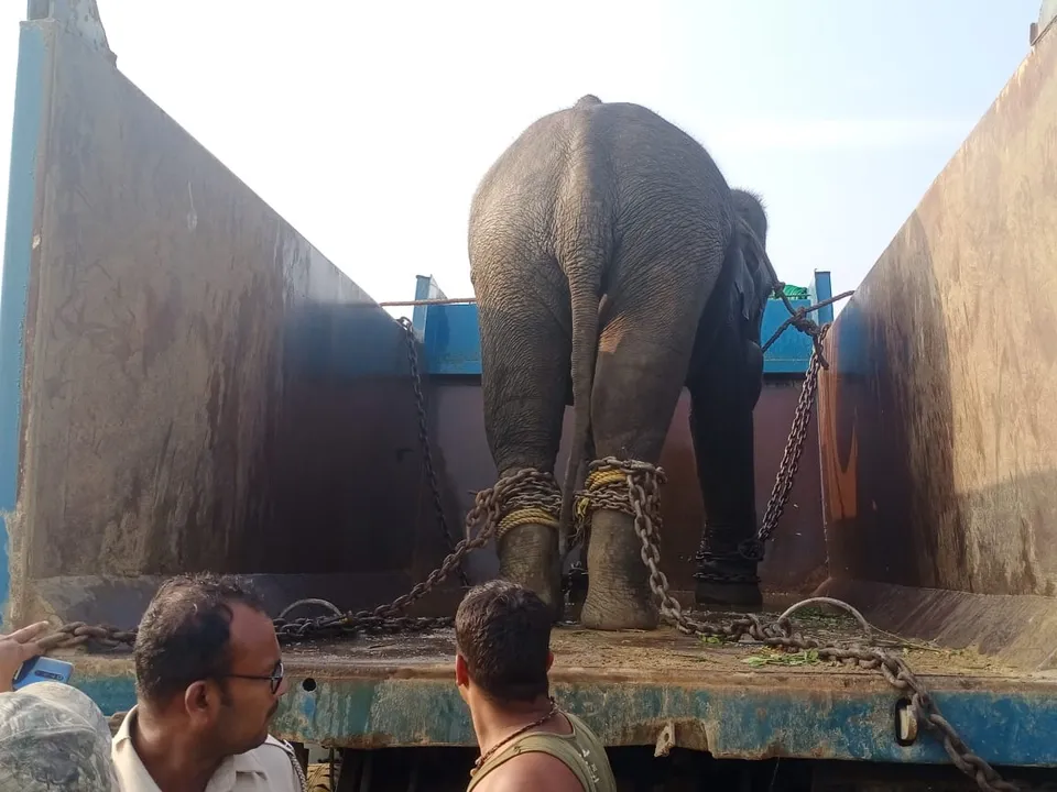  ଧରାପଡ଼ିଲା ନରହନ୍ତା ହାତୀ