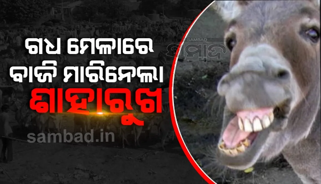  ଗଧ ମେଳାରେ ୧୦ ଲକ୍ଷ ଟଙ୍କାରେ ଶାହରୁଖ ଓ ୭ ଲକ୍ଷ ଟଙ୍କାରେ ସଲମାନକୁ କିଣିନେଲେ କ୍ରେତା