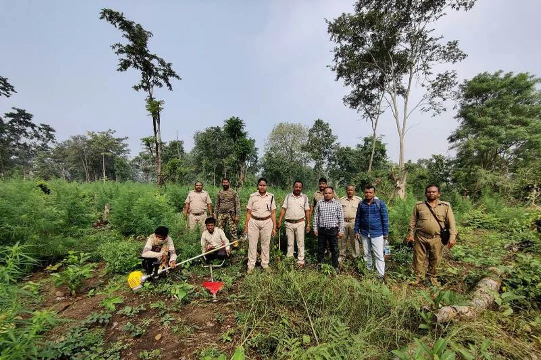  ବୌଦ୍ଧ: ୩୦ ଏକର ସରକାରୀ ଜମିରେ ଚାଷ ହୋଇଥିବା ଗଞ୍ଜେଇ ଗଛ ନଷ୍ଟ