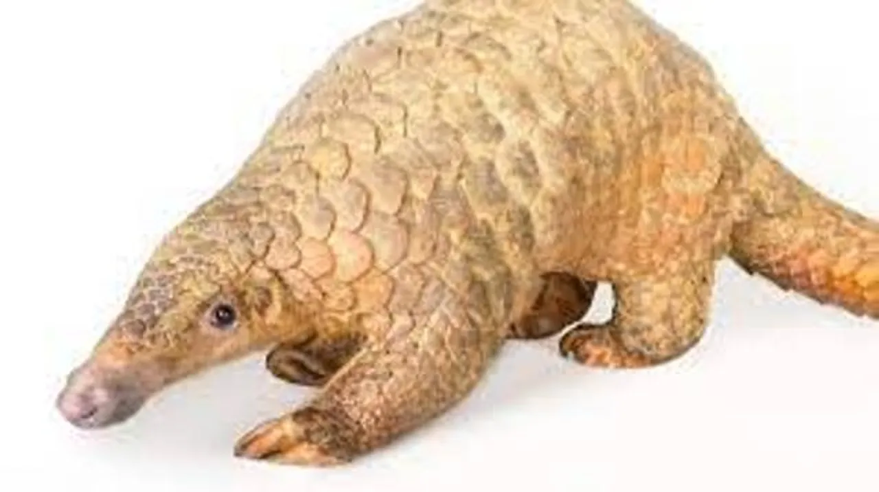  nationalgeographic.com 