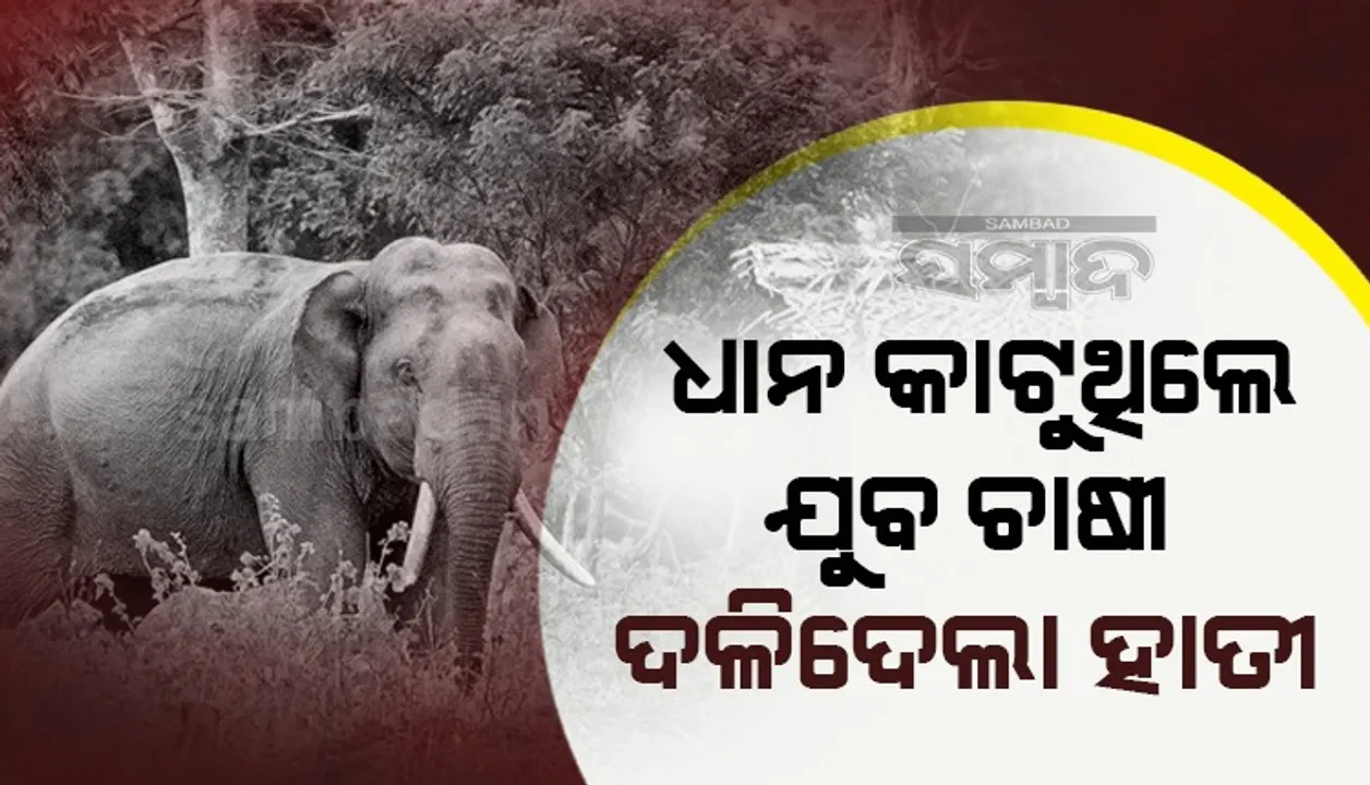  କ୍ଷେତରେ ଧାନ କାଟୁଥିଲା ବେଳେ ହାତୀ ଆକ୍ରମଣରେ ଯୁବକ ମୃତ
