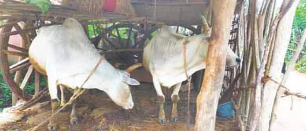  ଓଡ଼ଗାଁରେ ମୋ ଗୁହାଳ ଯୋଜନା ବାଟବଣା: ଅଧାରୁ ଅଧିକ ଗୁହାଳ ନିର୍ବାଚିତ ପ୍ରତିନିଧି ହାତେଇଥିବା ବେଳେ ଚାଷୀ ଜଳକା