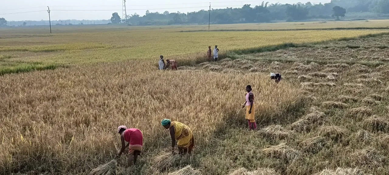  ଫସଲ ଅମଳ ବେଳ।...। (ଫଟୋ: ସୁରେଶ ନାଇଡୁ)