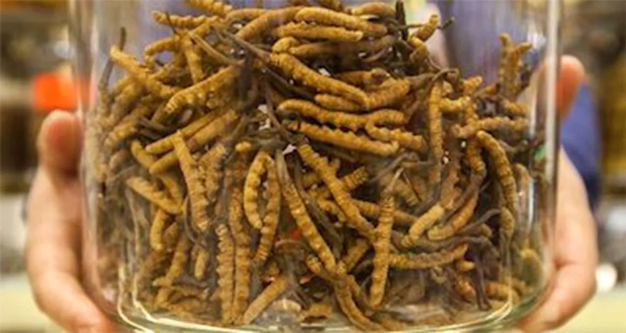  ଖୋଲା ଝରକା: ପୋକର ମୂଲ୍ୟ ୧୦ ଲକ୍ଷ