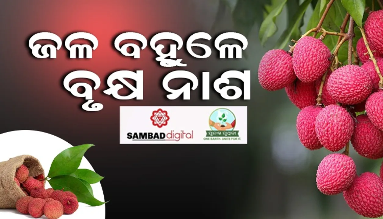  ଜଳବାୟୁ ପରିବର୍ତ୍ତନ ଯୋଗୁ ଜୀବିକା କ୍ଷତିଗ୍ରସ୍ତ : ପ୍ରବଳ ବର୍ଷା ଯୋଗୁଁ ବିହାରରେ ଉଜୁଡ଼ି ଗଲା ଲିଚୁଚାଷ