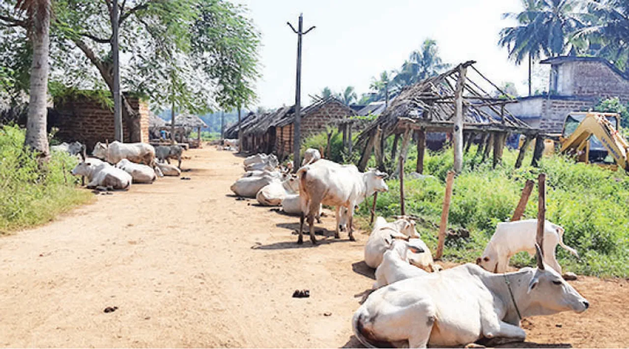  ନୂଆଗାଁ ବ୍ଲକ୍‌ରେ ‘ମୋ ଗୁହାଳ’ ଯୋଜନା ବିଫଳ: କଂକ୍ରିଟ୍‌ ରାସ୍ତା ପାଲଟିଛି ଗୋରୁଙ୍କ ଆଶ୍ରୟସ୍ଥଳୀ