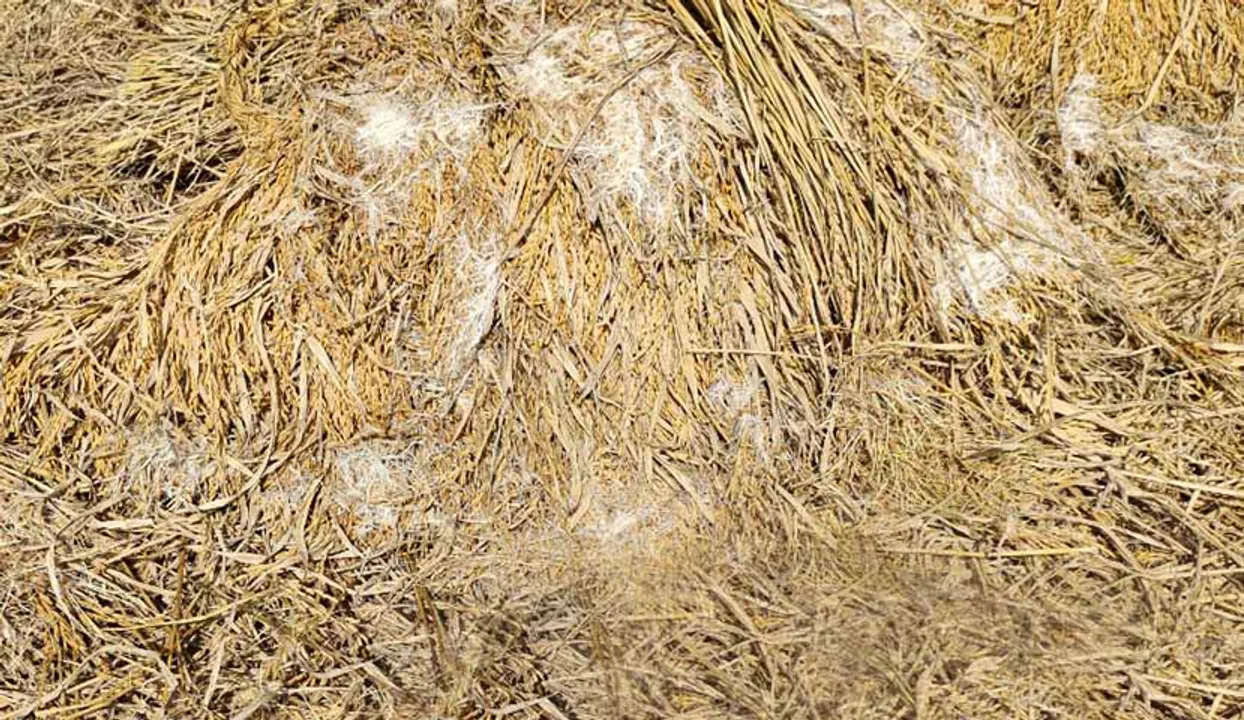  ଅଦିନିଆ ବର୍ଷା ଯୋଗୁଁ ବାଂଶପାଳ ବ୍ଲକ ଅଞ୍ଚଳର ଏକର ଏକର ଧାନ ଗଜା