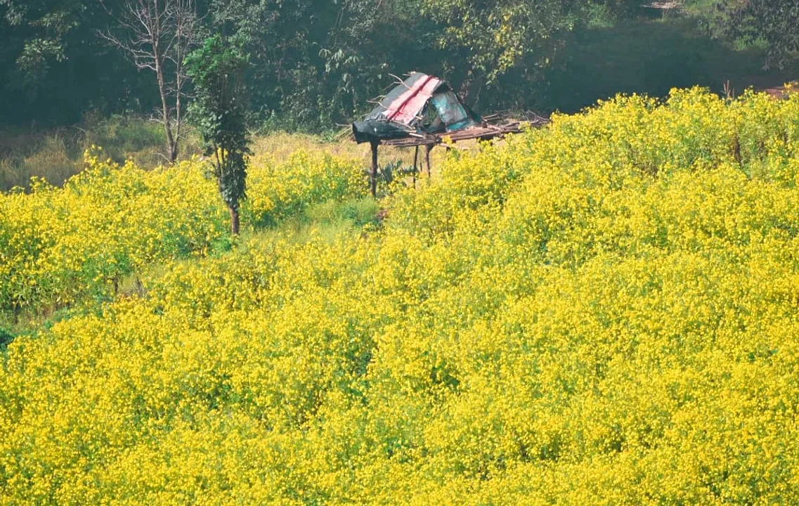  ଶୀତରେ ଶୋଭା ବଢ଼ାଉଛି ସୋରିଷ ଚାଷ