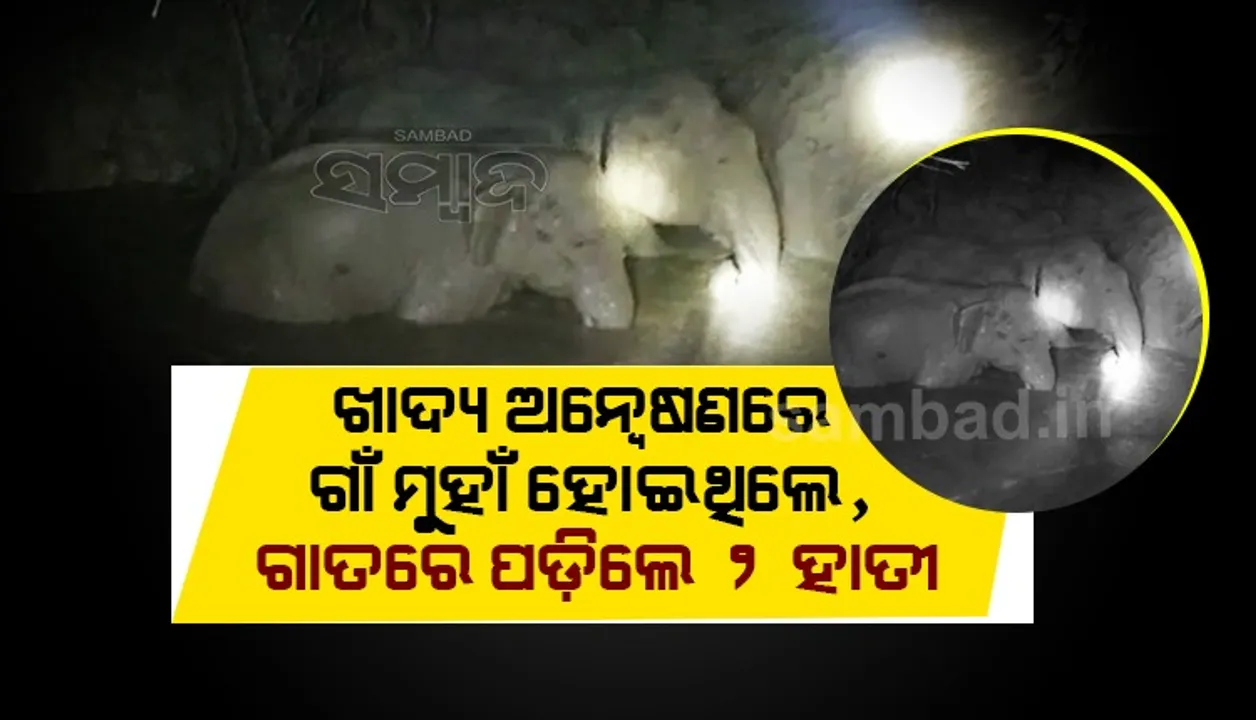  ଗଭୀର ଗାତରେ ଫସିଲେ ଦୁଇ ଗଜରାଜ; ଅନ୍ଧାର ରାତିରେ ଉଦ୍ଧାର କାର୍ଯ୍ୟ ଜାରି