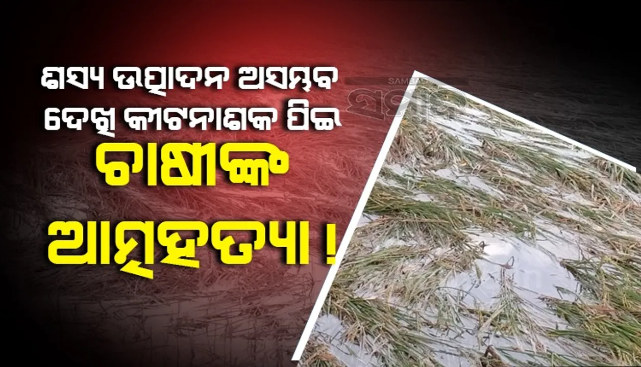  ଲଗାଣ ବର୍ଷାରେ ଉଜୁଡିଗଲା ଧାନ ଫସଲ, ଋଣଭାର ଅଧିକ ହେବାରୁ ବିଷପିଇ ଆତ୍ମହତ୍ୟା କଲେ ଚାଷୀ!