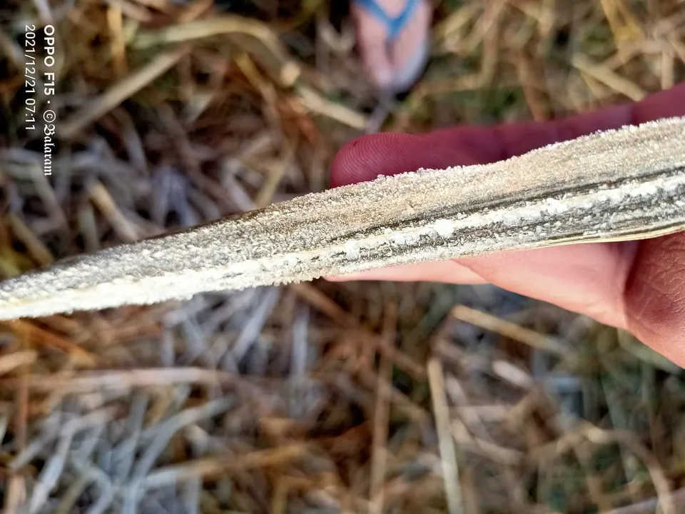  କୋରାପୁଟ: ସେମିଳିଗୁଡା ବ୍ଲକ କୈଳାସ ନଗରରେ ବରଫପାତ