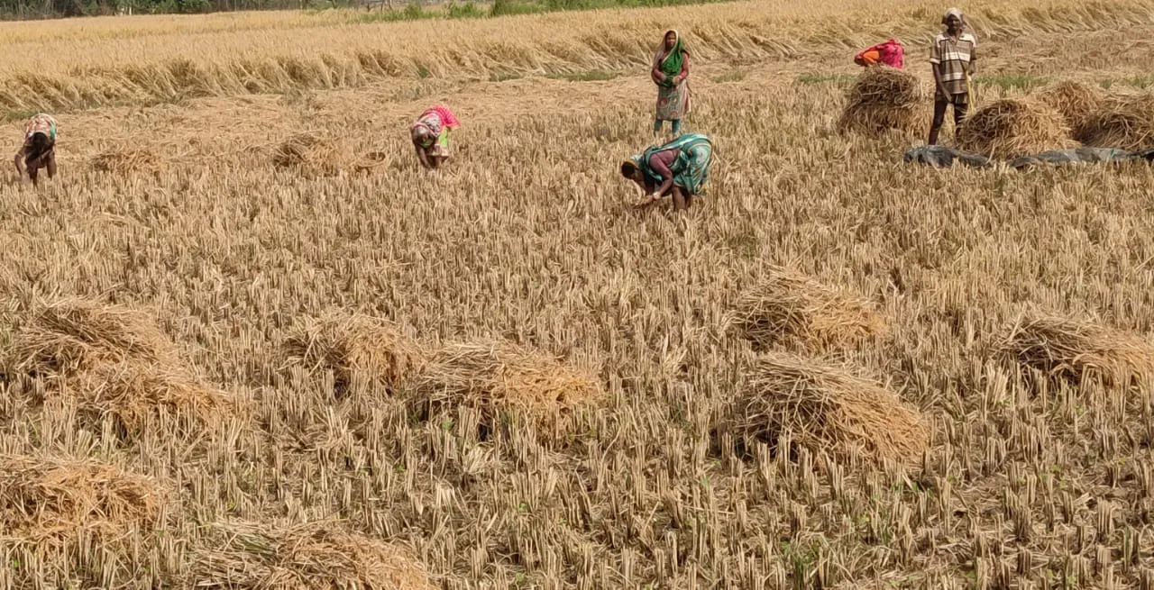  ସମ୍ଭାବିତ ବନ୍ୟା ପାଇଁ ଚାଷୀ ବିକଳ, ସାମ୍ଭାବ୍ୟ ବାତ୍ୟାକୁ ନେଇ ଚାଷୀଙ୍କ ବଢିଲା ଚିନ୍ତା 
