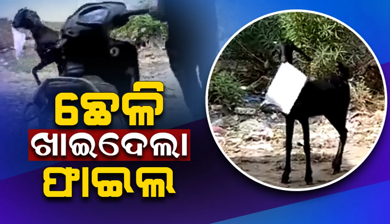  ଉଷୁମ ହେଉଥିଲେ ବାବୁ, ଛେଳି ଖାଇଦେଲା ଫାଇଲ: ଦେଖନ୍ତୁ ଭିଡିଓ