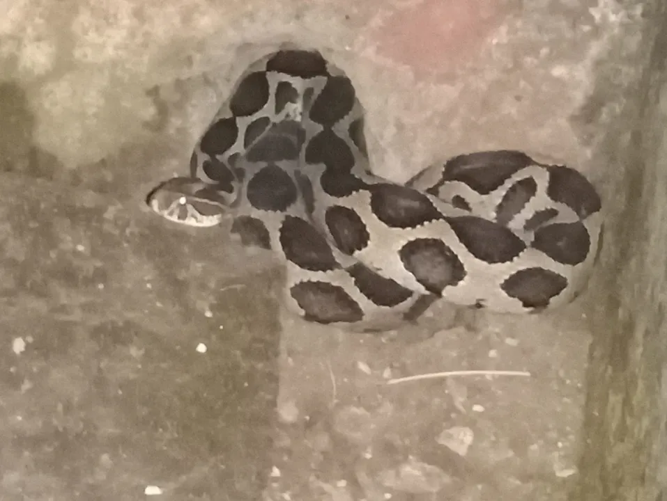  ସାପ କାମୁଡ଼ାରେ ମା’-ପୁଅ ସହ ୩ ମୃତ
