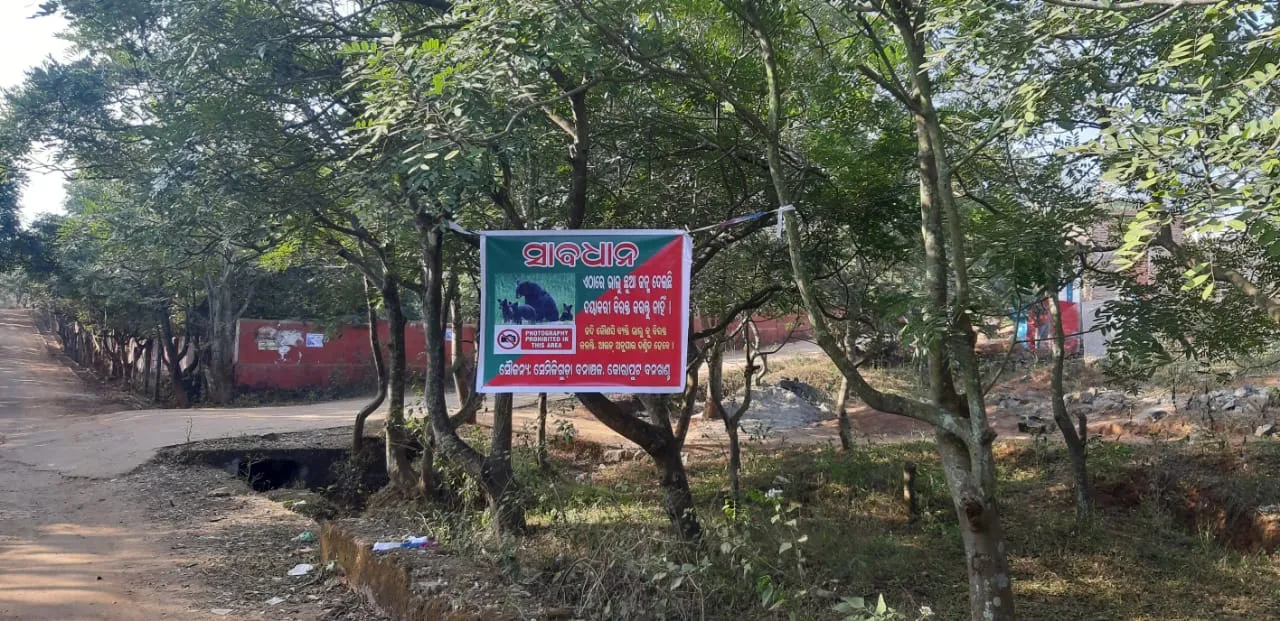  କଲଭର୍ଟ ତଳେ ଛୁଆ ଦେଲା ଭାଲୁ
