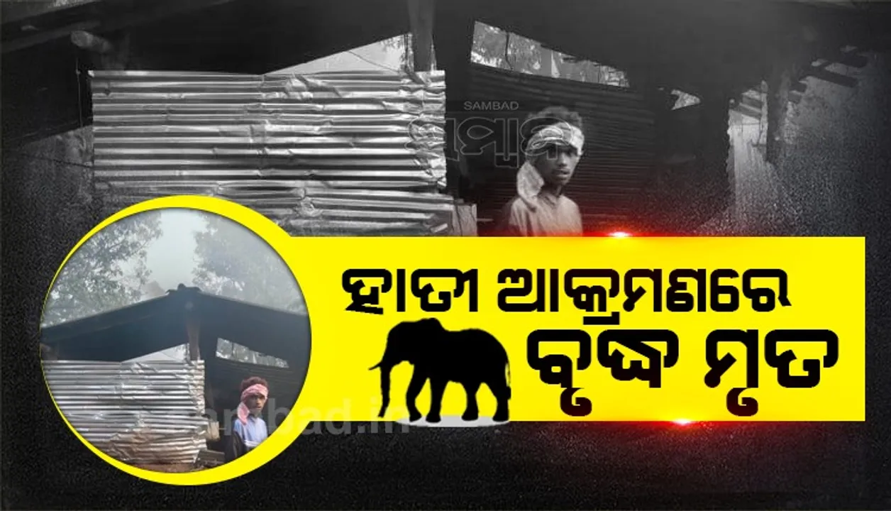  ହାତୀ ଆକ୍ରମଣରେ ଜଣେ ବୃଦ୍ଧଙ୍କ ମୃତ୍ୟୁ