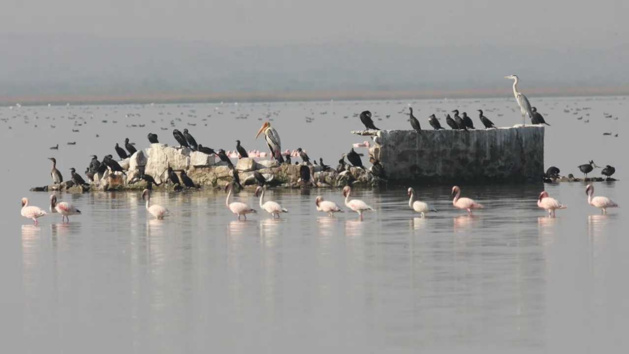  Bird Count India 