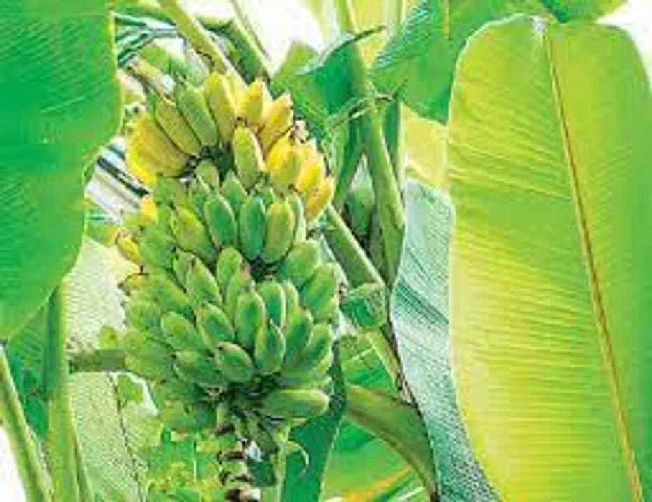  ମ୍ୟାନେଜମେଣ୍ଟ ଡିଗ୍ରି ଧାରୀ ଯୁବକ ଏବେ ସଫଳ ଚାଷୀ