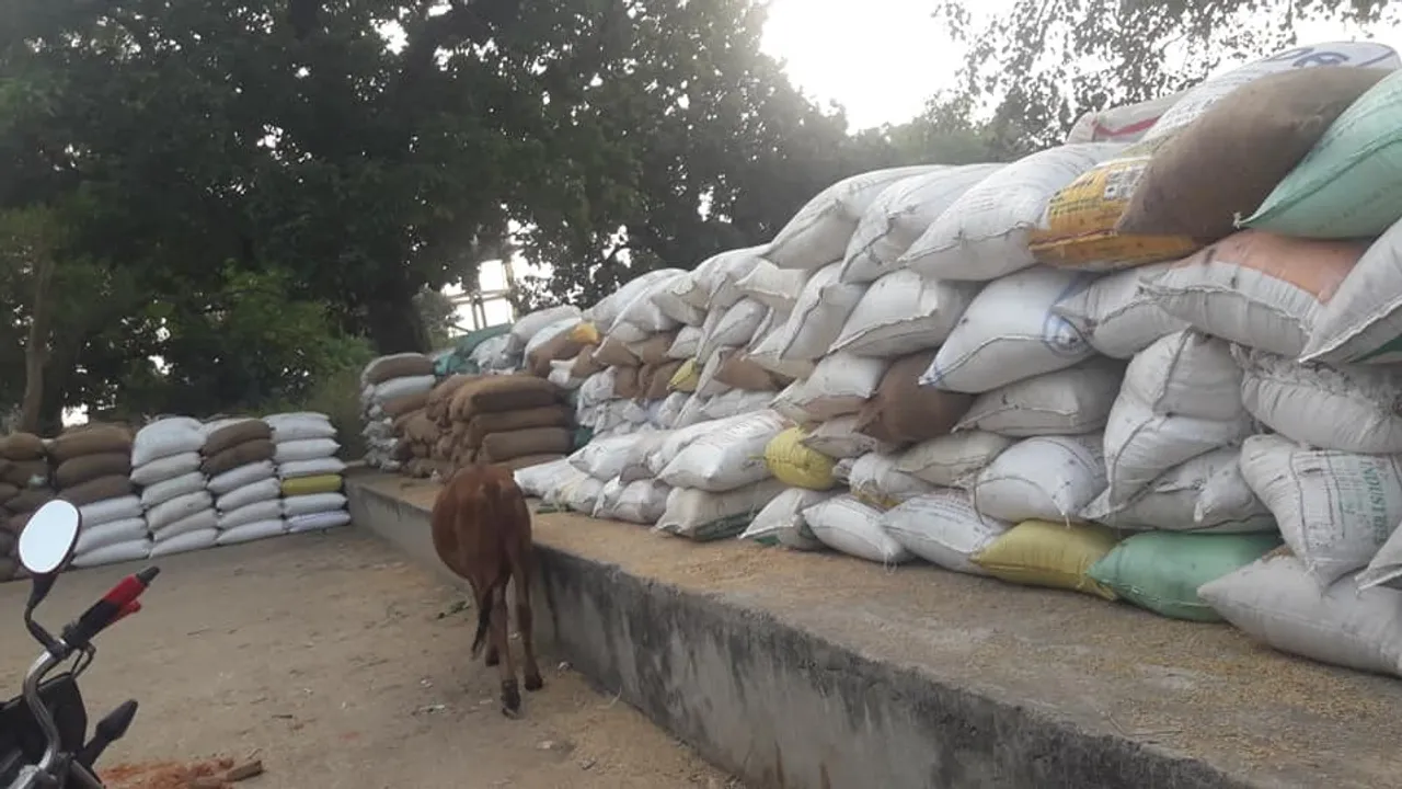  ରବିରେ ବି ସେହି ଅବସ୍ଥା: ମଣ୍ଡିରେ ୭୭ହଜାର ବସ୍ତା ଧାନ ଗଦା