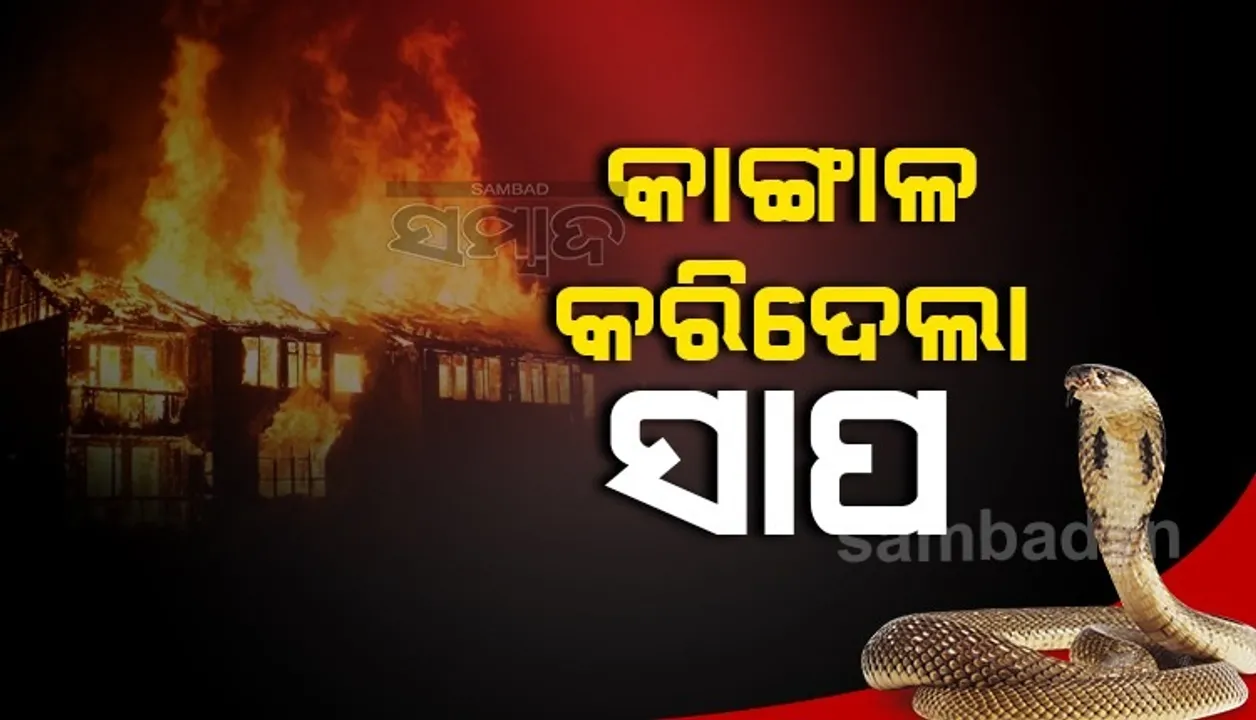  କାଙ୍ଗାଳ କରିଦେଲା ସାପ ! ସାଢେ ୭କୋଟି ଟଙ୍କା ହରାଇଲେ ଯୁବକ