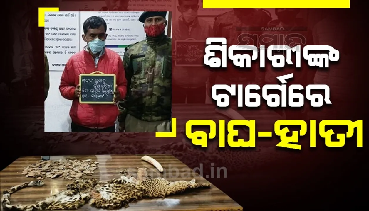  ରାତାରାତି ବଡ଼ଲୋକ ହେବା ପାଇଁ ବାଘଛାଲ, ହାତୀଦାନ୍ତ ଓ ବଜ୍ରକାପ୍ତା କାତିି ବେପାର, ଜେଲ ଗଲା ଅଭିଯୁକ୍ତ