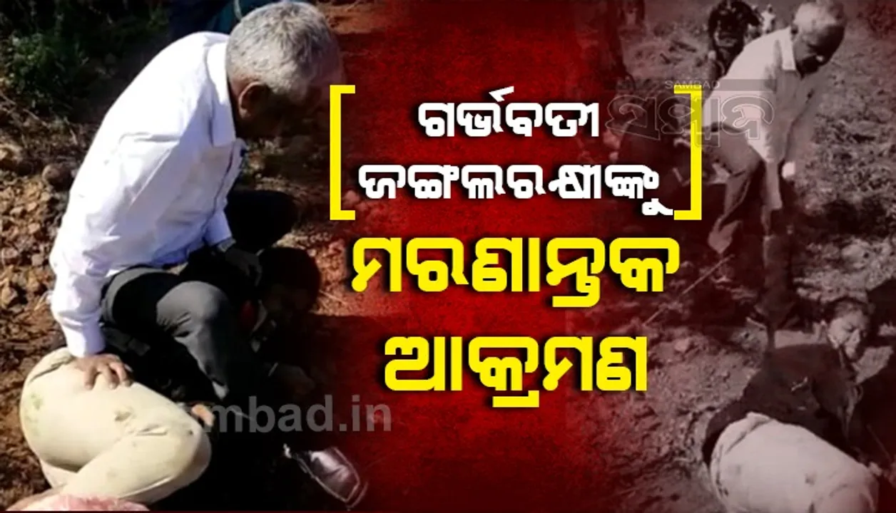  ଗର୍ଭବତୀ ମହିଳା ଜଙ୍ଗଲ ରକ୍ଷୀଙ୍କ ଉପରେ ପ୍ରାଣାନ୍ତକ ଆକ୍ରମଣ କରି ଗିରଫ ହେଲେ ପୂର୍ବତନ ସରପଞ୍ଚ ଦମ୍ପତି