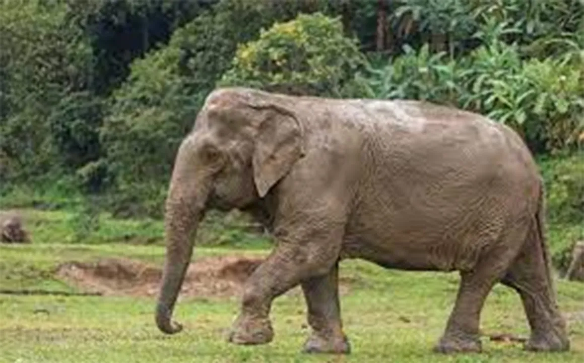  Elephant Nature Park 