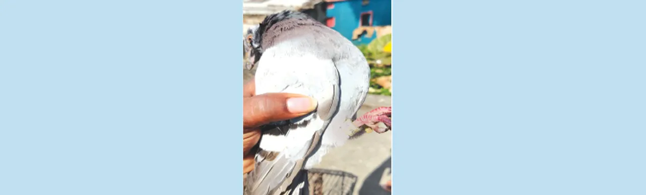  ପୁରୀରେ ବି ସନ୍ଦିଗ୍ଧ ପାରା