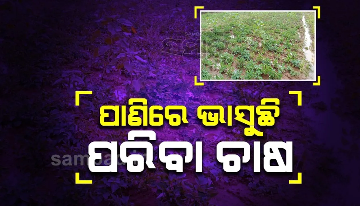  ଅଦିନିଆ ଲଗାଣ ବର୍ଷାରେ ପନିପରିବା କ୍ଷେତରେ ପାଣି, ଚାଷୀ ସହିଲେ କ୍ଷତି