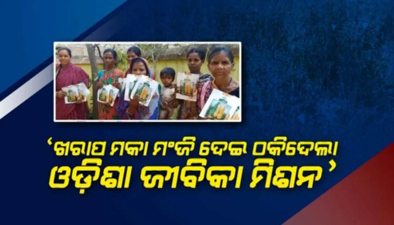  ଠକିଦେଲା ଓଡ଼ିଶା ଜୀବିକା ମିଶନ: ମକା ବିହନ ବୁଣିଲେ ଘାସ ଗଛ ହେଉଛି