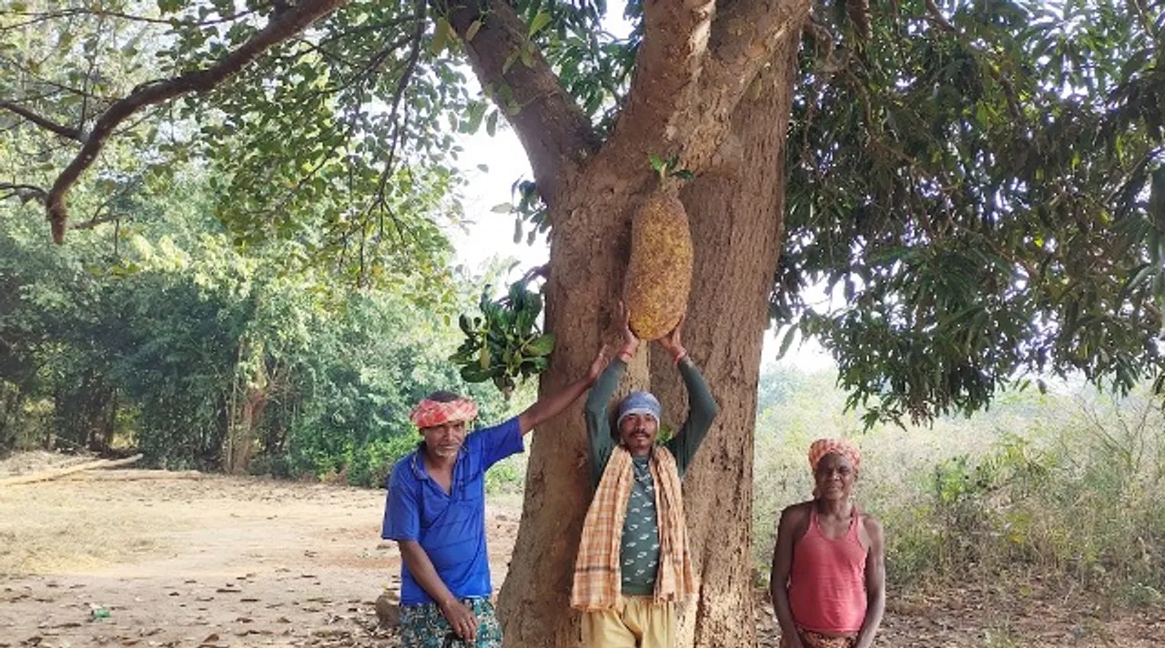  କେନ୍ଦୁଝର ଜିଲ୍ଲା ତେଲକୋଇରେ ଫଳିଛି ଅଦିନିଆ ପଣସ