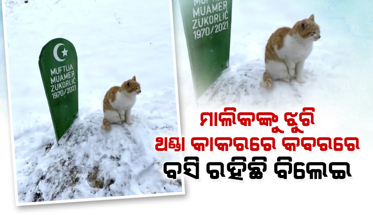  ଦୁଇମାସ ହେଲା ମାଲିକଙ୍କ ମୃତ୍ୟୁ ହୋଇଯାଇଥିବା ବେଳେ ଥଣ୍ଡା କାକରରେ ବସି ଝୁରି ହେଉଛି ବିଲେଇ