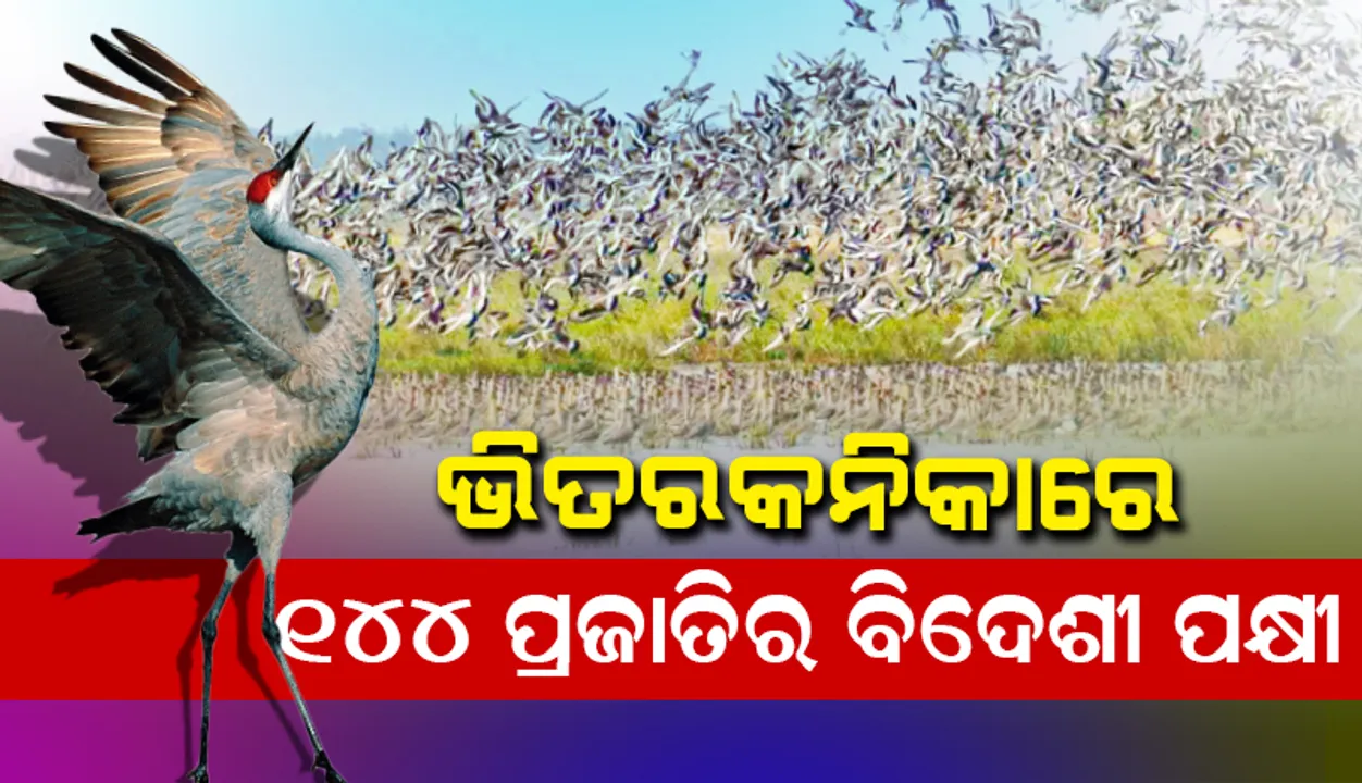  ଭିତରକନିକାରେ ବଢିଲେ ବିଦେଶୀ ପକ୍ଷୀ, ୧୪୪ ପ୍ରଜାତିର ୧,୩୮, ୧୦୭ ବିଦେଶୀ ପକ୍ଷୀ
