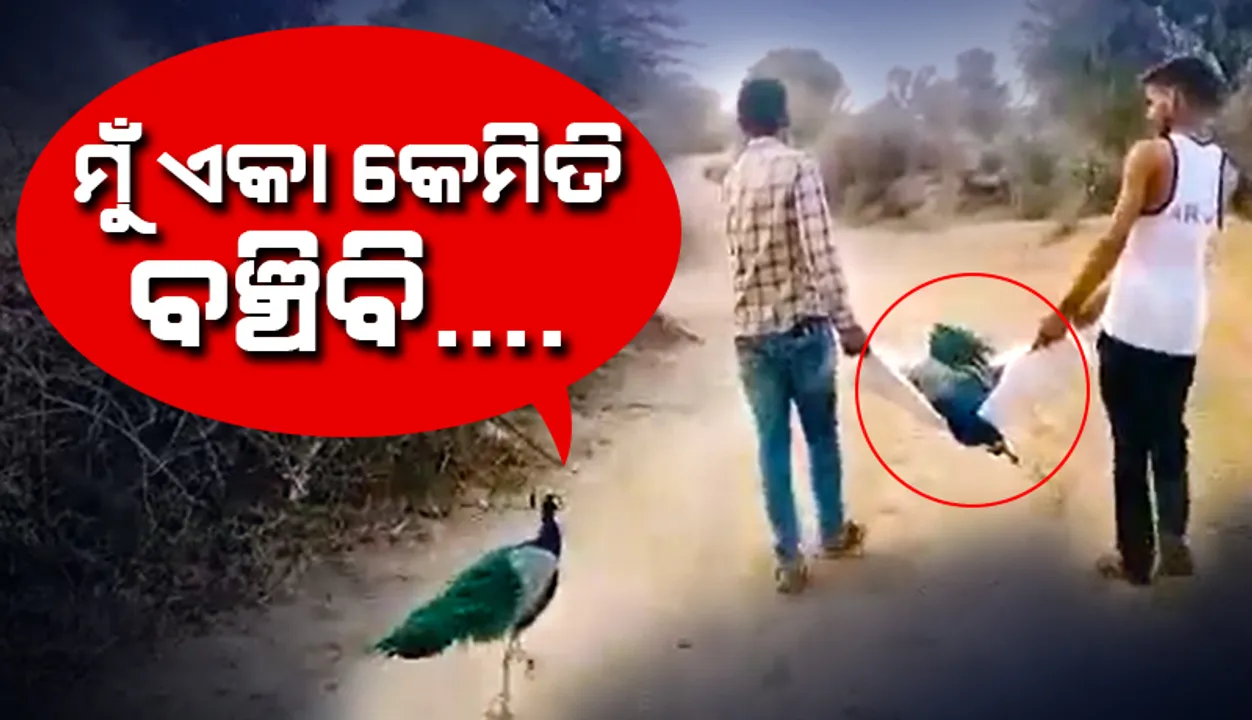  ଆଗେ ଆଗେ ସାଙ୍ଗର ଶବ, ପଛେ ପଛେ ମୟୂର; ଭାବବିହ୍ବଳ କଲା ଏହି ଶେଷ ବିଦାୟର ଭିଡିଓ