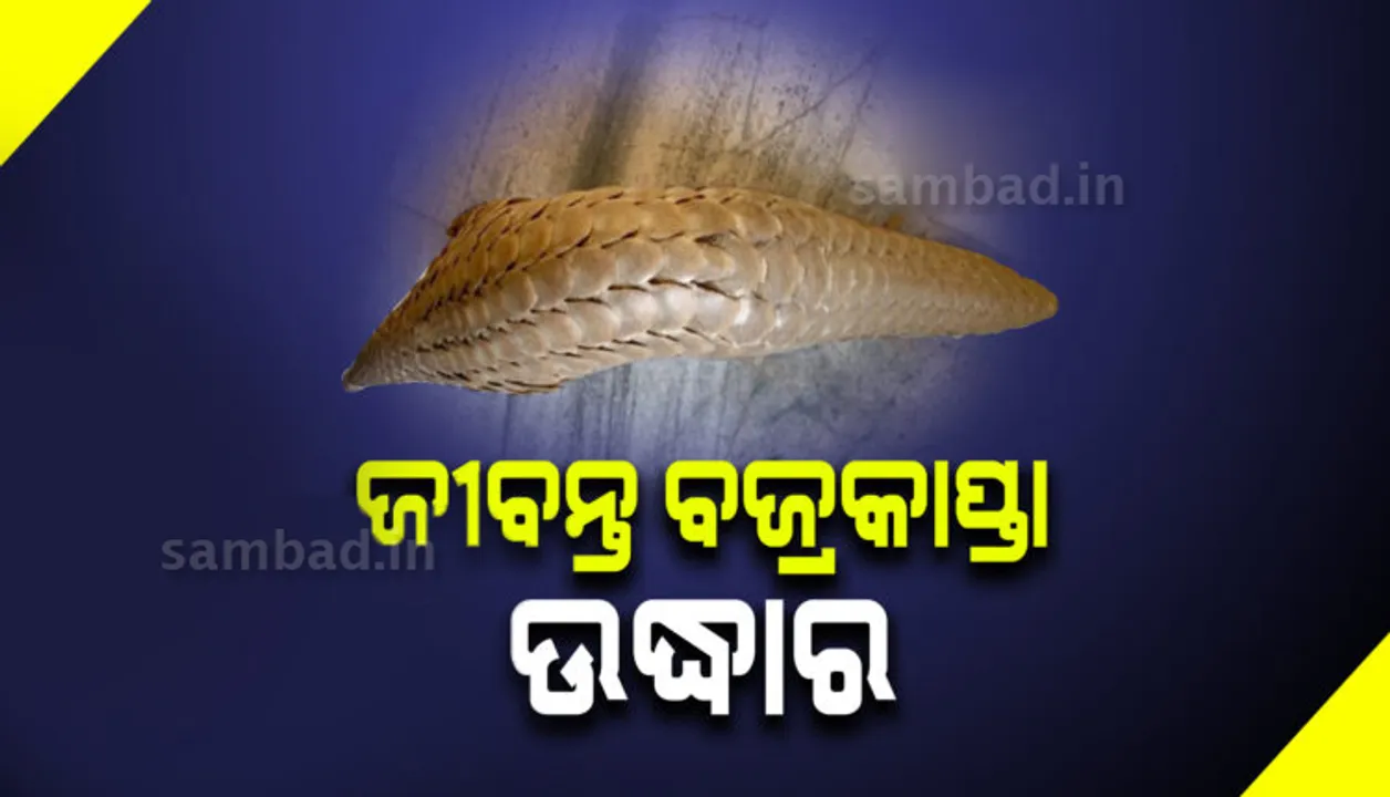  ଏସଟିଏଫ୍ ପଞ୍ଝାରେ ଚୋରା ଚାଲାଣକାରୀ: ଜୀବନ୍ତ ବଜ୍ରକାପ୍ତା ଉଦ୍ଧାର