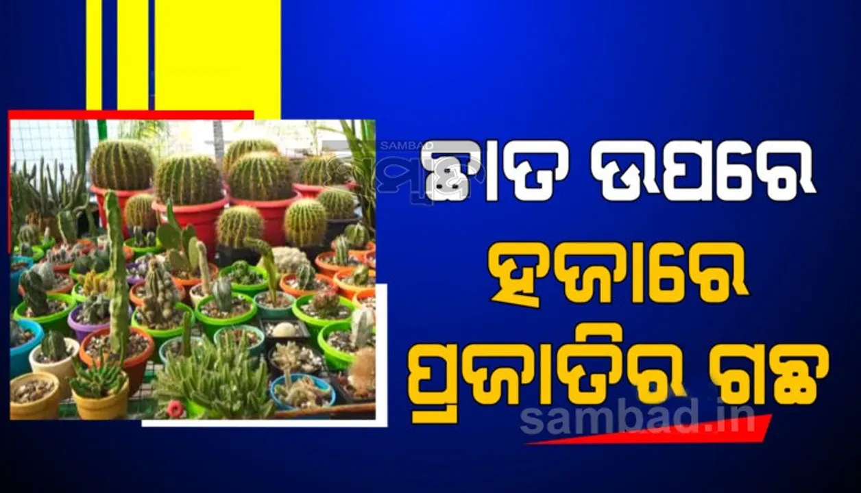  ସ୍ଥାନର ଅଭାବ ଲାଗି ଡାକ୍ତରଖାନା ଛାତ ଉପରେ ବଗିଚା, ବଂଶାଇ ପ୍ରକ୍ରିୟାରେ ହଜାରେ ପ୍ରଜାତିର ଗଛ ଲଗାଇଲେ ଡାକ୍ତର