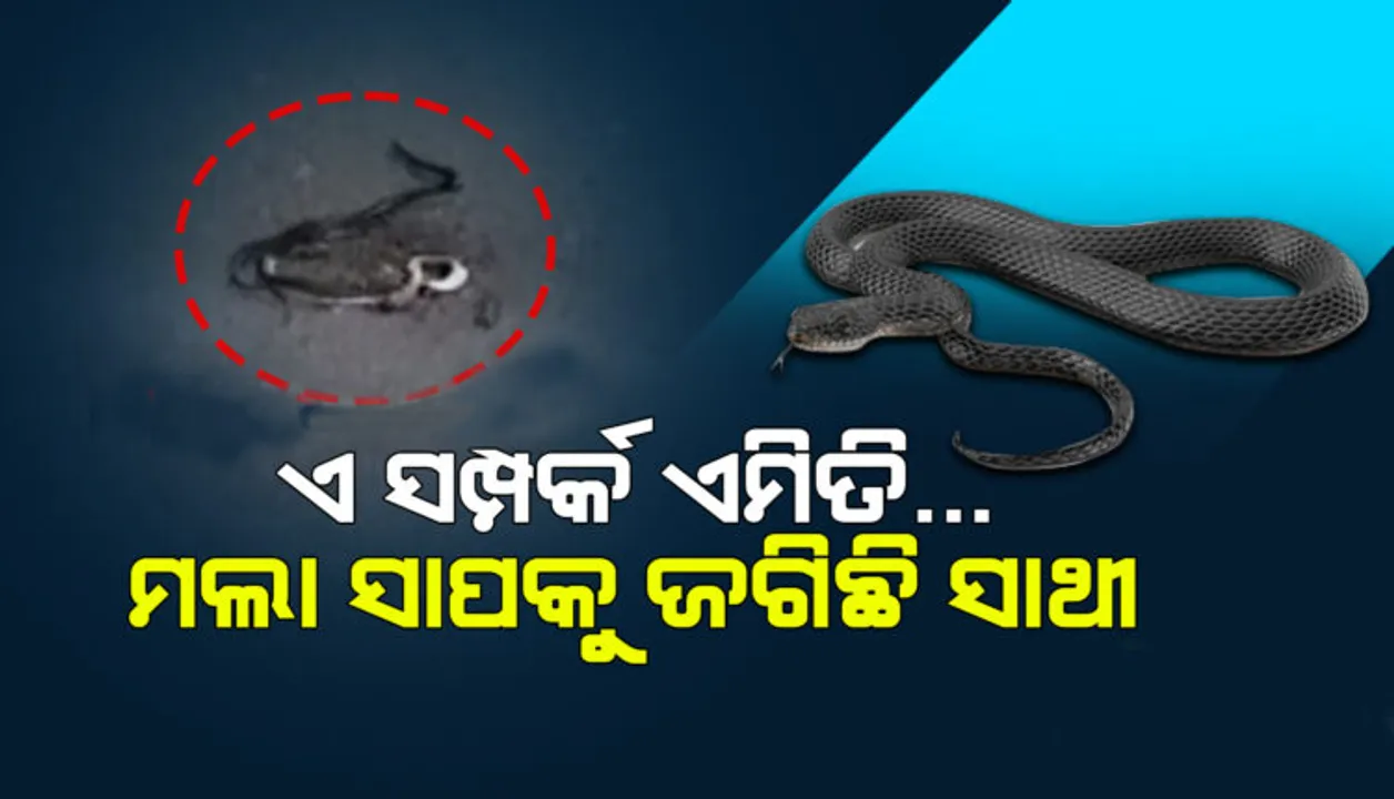  ସାପ ଉପରେ ଚଢିଗଲା ଗାଡି: ମଲା ସାପକୁ ଜଗି ରହିଲା ସାଥୀ ସାପ, ସ୍ୱାର୍ଥପର ସମାଜକୁ ସାପ ଶିଖେଇଲା ସମ୍ପର୍କ କଣ ?