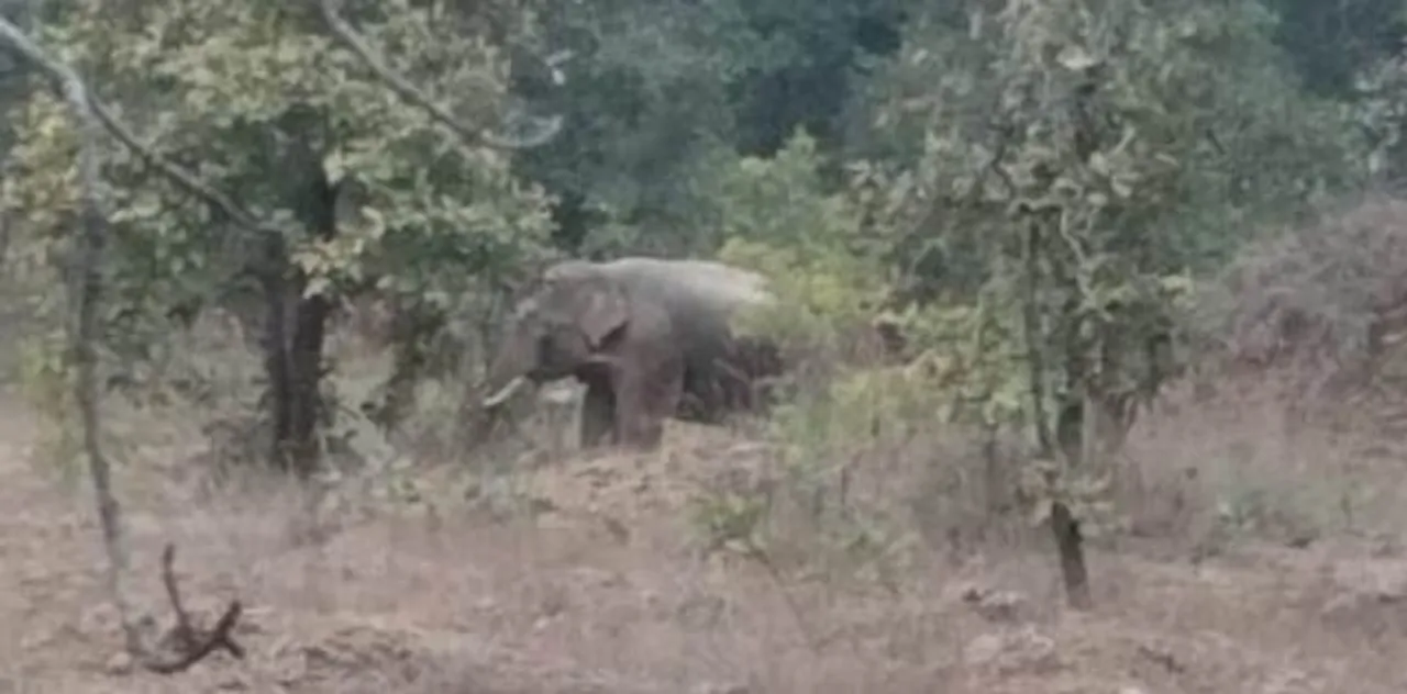  ଦୁଇ ହାତୀର ମୃତଦେହ ଉଦ୍ଧାର ଘଟଣା: ଫରେଷ୍ଟ ଗାର୍ଡ, ୩ ଟ୍ରାକର୍‌ଙ୍କ ସମେତ ୬ ଗିରଫ