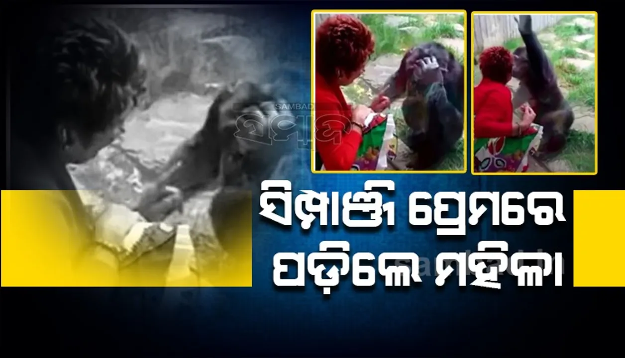  ସିମ୍ପାଞ୍ଜି ପ୍ରେମରେ ପଡ଼ିଥିବା ମହିଳାଙ୍କୁ ପ୍ରାଣୀ ଉଦ୍ୟାନ ଆସିବାକୁ ବାରଣ କରାଗଲା
